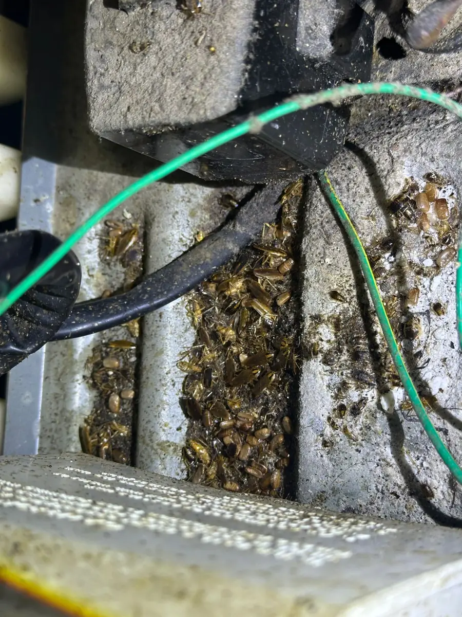 Motor de un electrodoméstico infestado de cucaracha alemana, con ootecas, adultas y ninfas